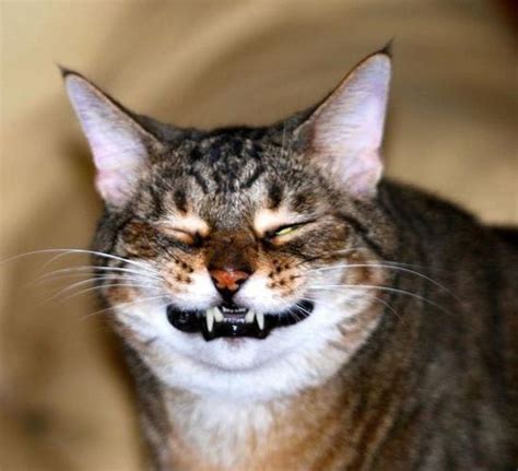 Try Not To Smile While Looking At These Adorably Hilarious Smiling Cats