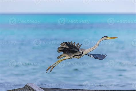 Garza Gris Ardea Cinerea Volando Contra El Cielo Azul Y La Laguna Del