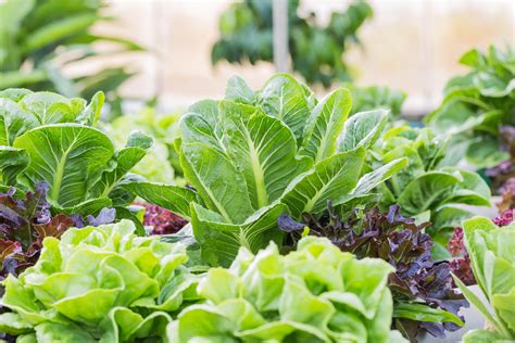 Growing Lettuce Kellogg Garden Organics