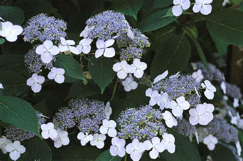 Blue Lace Cap Hydrangea Flowers Photograph By Darlyne A Murawski