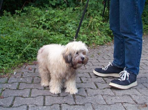 Hunderassen in alphabetischer reihenfolge im steckbrief mit bildern ✅ kleine, mittelgroße & große hunde. Die Rassen