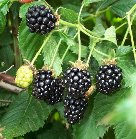 Blackberries Planting Growing And Harvesting Blackberry Bushes The