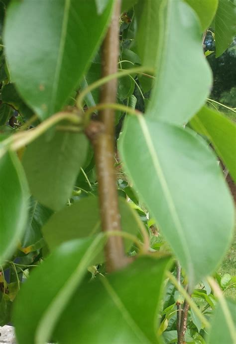 It is a large shade tree, and the leaves turn color like in temperate climat trees. A Few Common Day Fruit Trees | Dengarden