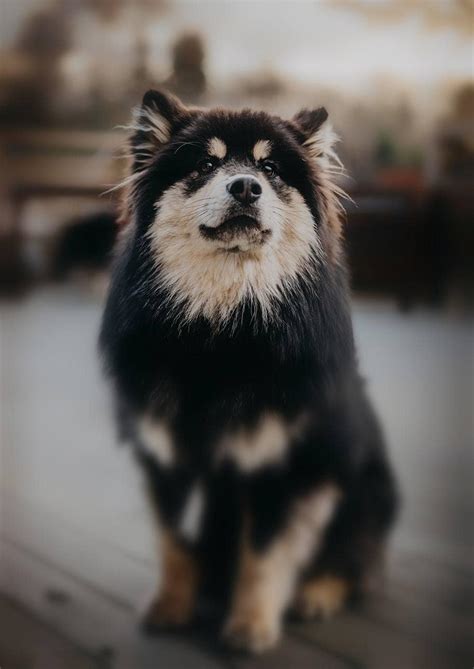10 Swedish Dog Breeds With Pictures Hepper