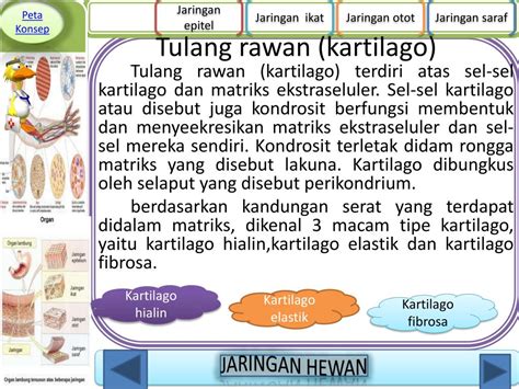 Peta Konsep Sistem Saraf Pada Hewan Egi Ramadah Sistem Saraf Pusat