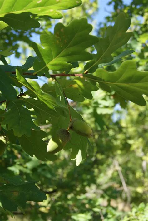 Quercus Robur 1 De 3 32150