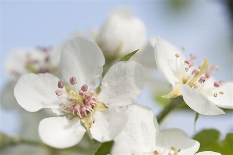 Best Fragrant Trees For Your Landscaping