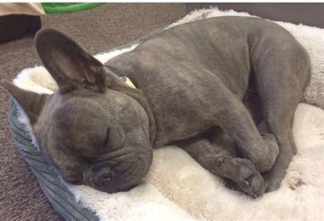 One great way to socialize your. 31 best images about Blue French Bulldog on Pinterest ...