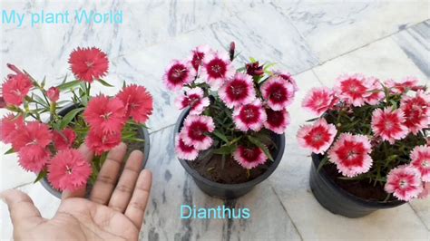 How To Grow Dianthusdianthus Care Tipsdianthus Plant In Pots Youtube