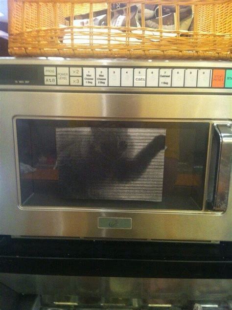 What Happens When You Microwave A Cat