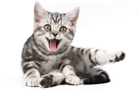 September Is Happy Cat Month Veterinary News And Views