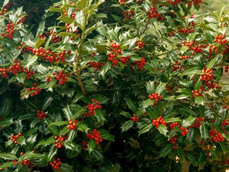 Check spelling or type a new query. Flowers that Bloom in Winter | HGTV