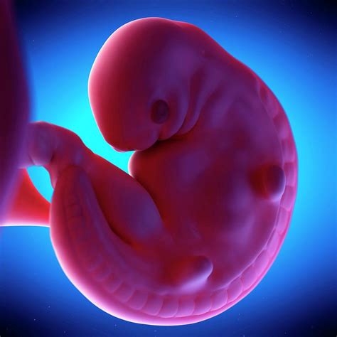 Human Fetus At Week 6 Of Gestation Photograph By Sebastian Kaulitzki