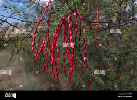 Ripe Mesquite Beans In A West Texas Mesquite Tree Stock Photo Alamy