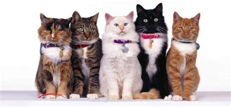 Genomic testing of canadian jerseys is available through holstein canada and through the zoetis clarifide program. Trends | Cat Ancestry genetic testing service helps cat ...