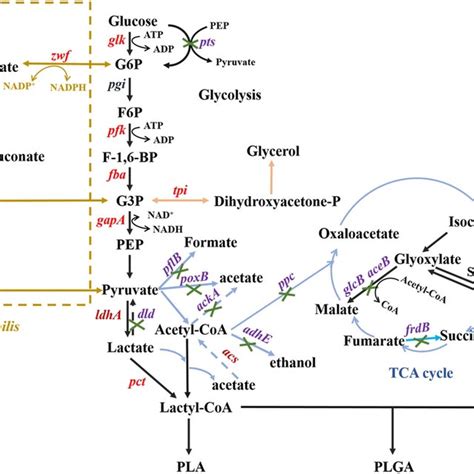 Metabolic Pathway For Phas Synthesis In The Microbial Scl Pha