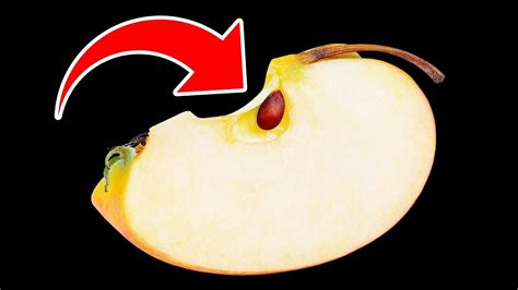 What Will Happen If You Eat Apple Seeds Youtube