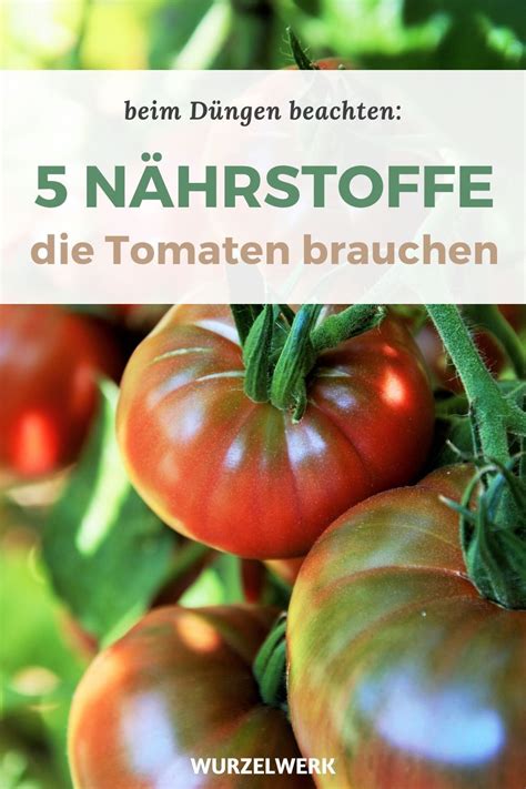 Für einen guten start versorgen sie das gemüse bei der pflanzung außerdem mit etwas hornspänen oder einem anderen organischen dünger. Tomaten richtig düngen - Wann, wie, mit welchen Düngern ...
