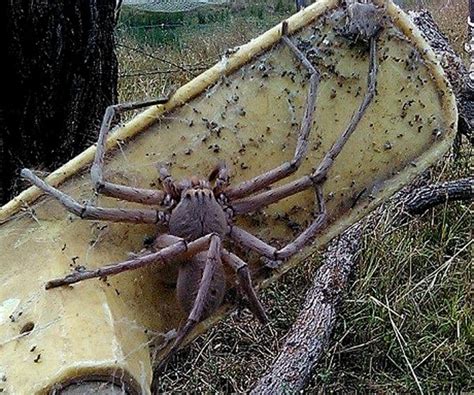 Giant Viral Spiders Dinner Plate Sized Arachnid Captures The Internet