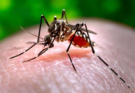 Lsu Experts Aim To Reduce Effects Of Zika And Mosquito Borne Diseases