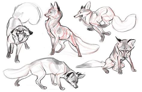 Claire Gary Animal Sketches Canine Drawing Animal Drawings
