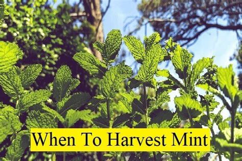 When And How To Harvest Mint Complete Guide