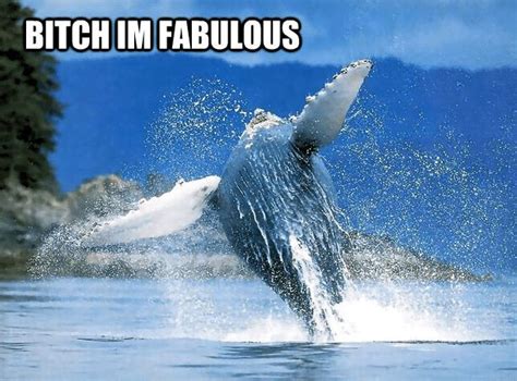 16 Whale Memes That Will Make You Laugh All Day Humpback Whale Whale
