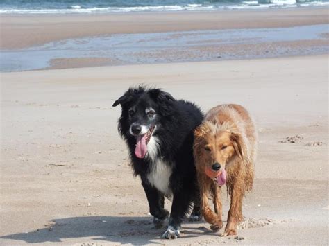 Dişi köpekler ve erkek köpekler arasındaki farklar - Hayvanlar ve Çevre