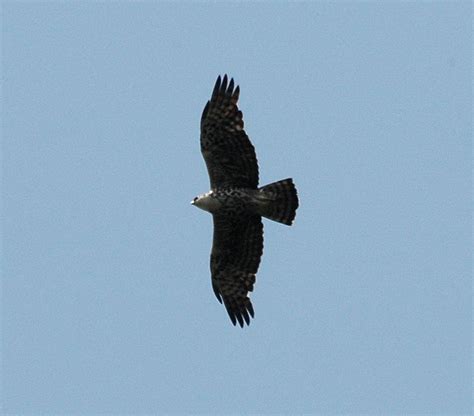 Orzełek Plamisty Wikipedia Wolna Encyklopedia Hawk Eagle National