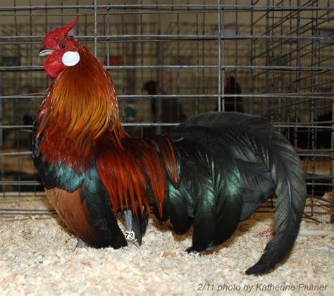 My bantams all live with my large fowl who are over seen by my large splash orpington roo. Random Rosecombs: Black Breasted Red Rosecombs
