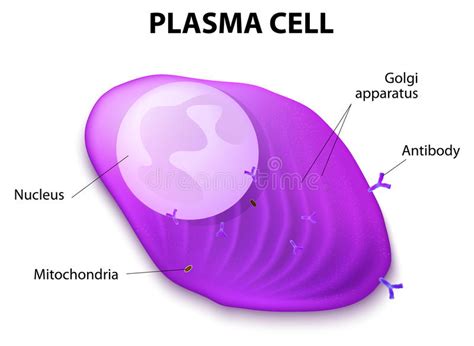 Structure De La Cellule De Plasma Illustration De Vecteur