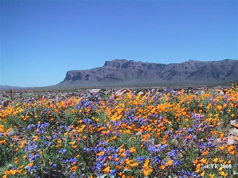 For most desert flowers, to see fields of them, you must travel to very specific locations. Sonoran Desert in the spring | Sonoran desert, Sonora ...