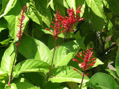 Compare prices & read reviews. Australian Acanthaceae