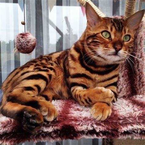 Bengal Cat Looks Like A Mini Tiger And Has The Internet Saying Me Wow