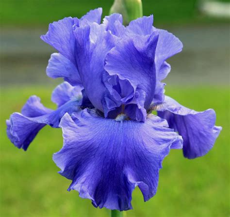 Tall Bearded Iris Iris Yaquina Blue In The Irises Database