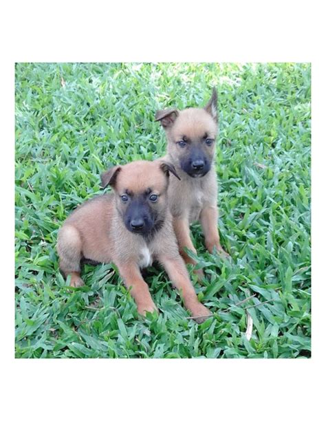 Belgian Malinois Puppies For Sale Gender Male