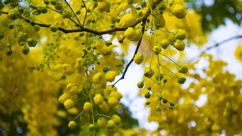 Vishu 2023 Did You Know These Benefits Of Kanikonna Golden Shower