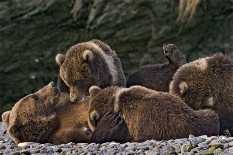 Kodiak Brown Bear Nursing Cubs Taken By My Dad In Kodiak Ak 2005