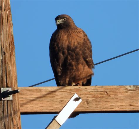 Western Red Tailed Hawk Rufous Morph 121022 28 Photo By Flickr