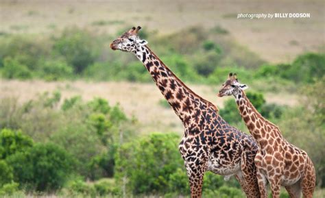 One wouldn't even be able to see their treetops. 41 tallest animals in the world - PETS GROOMS