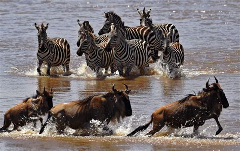 Kenya Animals Migration