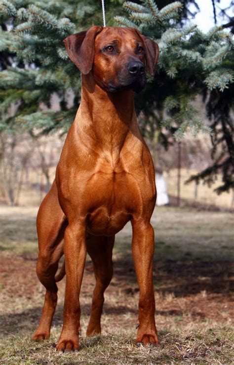 We Are Planning Puppies Spring Summer Of 2018 Rhodesian