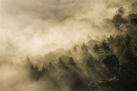 Hd Wallpaper Green Forest Covered By Fog Photo Of Mountain With Trees