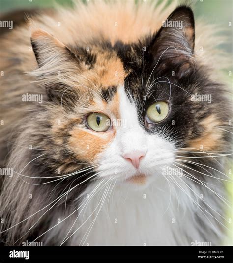 Long Hair Calico Hi Res Stock Photography And Images Alamy