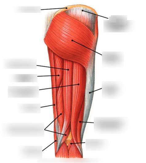Right Thigh Muscles Diagram Posterior View Diagram Quizlet