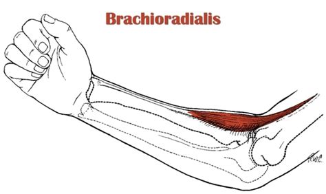 Brachioradialis Muscle Pain Cause Symptoms Treatment Exercise