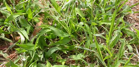 Summer Grass Weeds All Turf Solutions