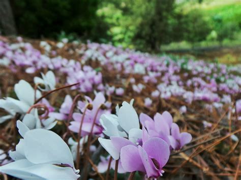 12 day canberra weather forecast. Cyclamen Hill ~ ABC Weather Photo 10 September 2013 | Flickr
