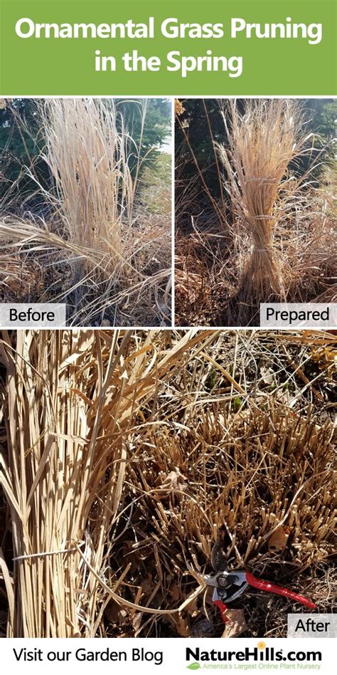 Cut large cacti with an axe or chainsaw prior to removal. Think of your Ornamental #Grass plants like you would a ...