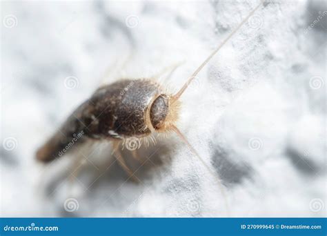 Silverfish Insect Lepisma Saccharina Walking On A White Wall Stock Image Image Of Thysanura